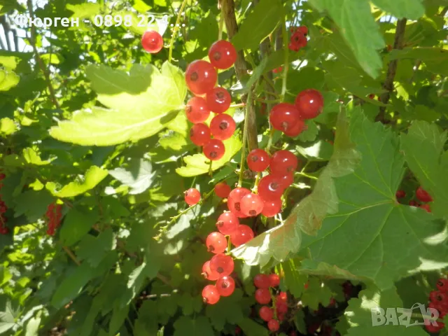 Касис- Френско грозде, снимка 10 - Градински цветя и растения - 27293149