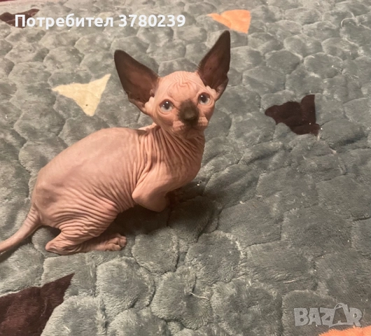 Котенца Канадски Сфинкс и Елф, снимка 7 - Сфинксове - 52495818