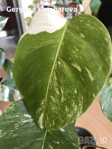 Monstera deliciosa Albo Variegata , снимка 4 - Стайни растения - 55938903