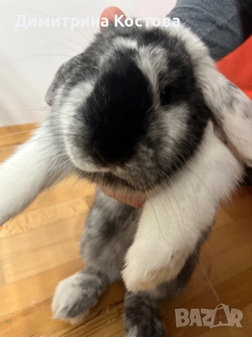 Подарявам декоративно зайче, клепоухо 