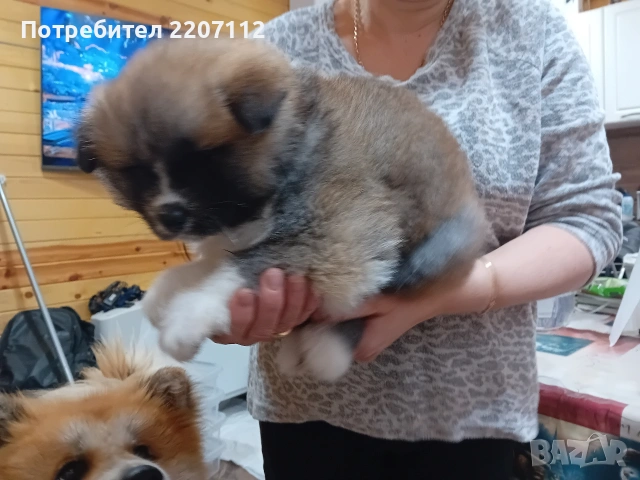 Продавам женско Акита ину на 45 дни. обезпаразитено., снимка 10 - Акита ину - 53146736