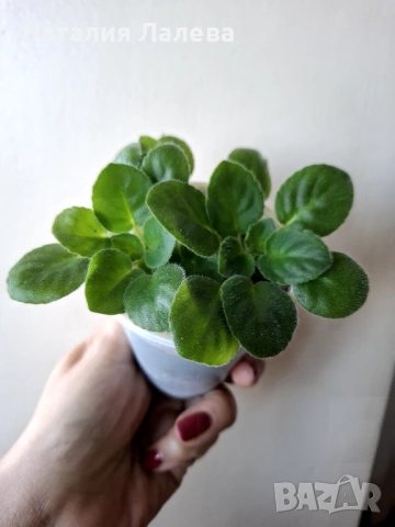 Мини сентполия, Mac's Toreador Trophy, снимка 5 - Стайни растения - 53138623