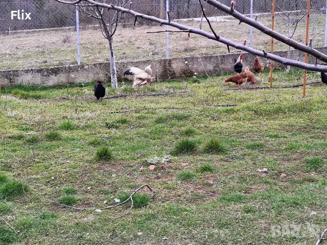 разплодни яйца , снимка 16 - Кокошки и пуйки - 53995912