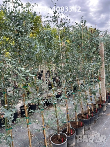 Евкалипт Студоустойчив , снимка 4 - Градински цветя и растения - 50375451