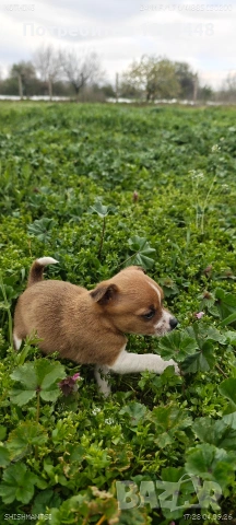 Чихуахуа,женско ,обезпаразитено вътрешно и външно , снимка 2 - Чихуахуа - 54149304