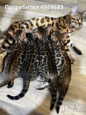 Бенгалски котенца , снимка 4 - Бенгалски - 56362306