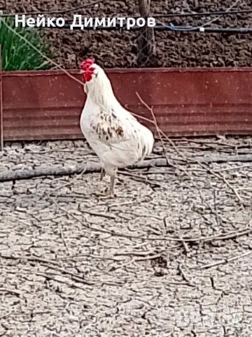 Петли патици гъски , снимка 3 - Патици и гъски - 54212161