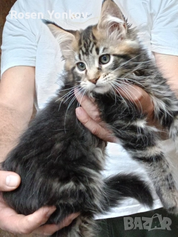 Мейн Кунчета със родословие и документи от частен развъдник., снимка 5 - Мейн кун - 52308491