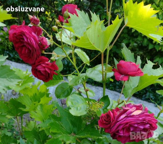 Резници червена сортова роза, снимка 7 - Градински цветя и растения - 29160968