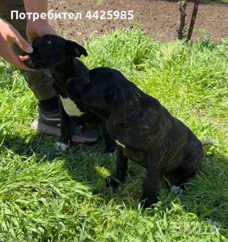 Cane Corso , снимка 10 - Кане корсо - 54327985