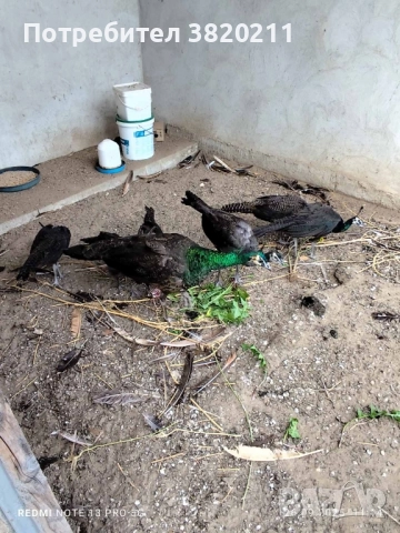 Продавам млади зелени пауни, снимка 1