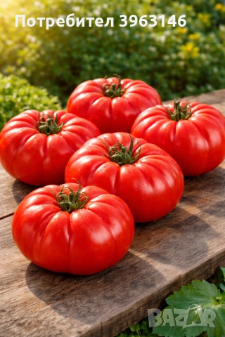 Семена за Стотинки, снимка 3 - Сортови семена и луковици - 52838410