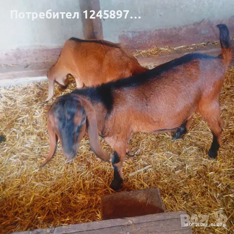 Нубийска коза и мъжко яре пръчле , снимка 2 - Кози - 56129441