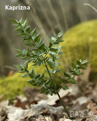 Бодлив залист, снимка 2 - Градински цветя и растения - 50393938