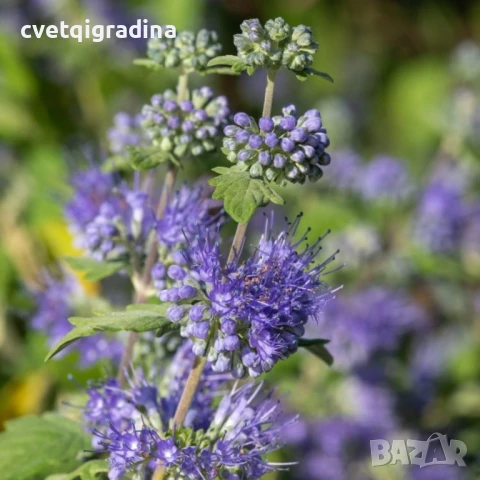 Caryopteris 'Heavently Blue'-Кариоптерис