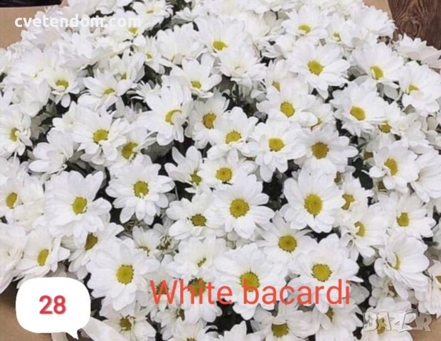 Хризантеми разсад в Градински цветя и растения в гр. Ловеч - ID40869367 ...