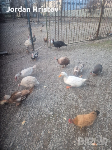 Продавам гъски патици и пуйки , снимка 16 - Патици и гъски - 53964312