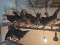 Продавам петли ..., снимка 5