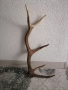Рога от елен , снимка 2