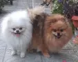 мъжки топ померан, снимка 8