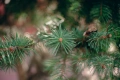 Ръчнофокусен Обектив за Sony E-Mount SG Image 25mm f/1.8 за APS-C, снимка 9