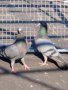 Пазарджишки гълаби, снимка 16