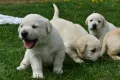 Лабрадор, снимка 2