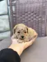 Той пудел toy poodle, снимка 8