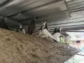 Продавам Гълъби, различни видове, снимка 2