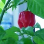 Чушка и семе от най-лютите сорт чушки в СВЕТА! Каролина Рийпър, Червено Хабанеро, Халапеньо , снимка 7