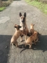 Продавам белгийски овчарки, снимка 2