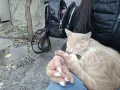 Подарявам коте СПЕШНО , снимка 3