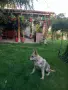 Чехословашки вълчак, снимка 4