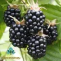 Висококачествени нови семена от хранителна Къпина без бодли Rubus rusticanus 50+ семена антиоксидант, снимка 18