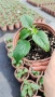 Салвия Мистично Синьо, Salvia 'Misty' blue или по-известна като Градински чай!!, снимка 8