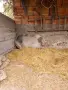 виетнамски прасенца, снимка 8