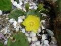 Студоустойчиви кактуси Опунция (Бодлива круша) подходящи за Вашата красива градина, снимка 8