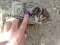 5 сладки бебенца котенца, снимка 10