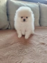 Померан мини померан , снимка 6