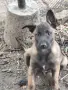 Белгийска овчарка !!! , снимка 2