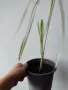 Циперус, водна палма, cyperus variegata, снимка 3