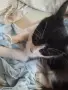 Подаряват се две котета, заедно или по отделно, снимка 1