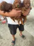 Той пудели момчета и момичета, снимка 2