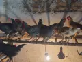 Продавам петли ..., снимка 1
