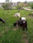 Продавам три крави 10 овце с 8 агнета и 6 кози с яретата, снимка 3