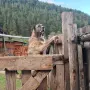 Подарявам кученца , снимка 4