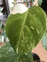 Monstera deliciosa Albo Variegata , снимка 4
