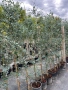 Евкалипт Студоустойчив , снимка 4