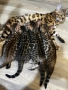 Бенгалски котенца , снимка 4