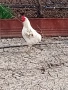 Петли патици гъски , снимка 3